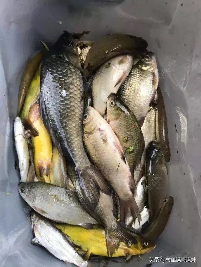 池塘里没有放鱼,但是过一段时间有小鱼了,是怎么产生的呢?