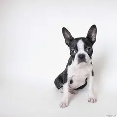 怎样养宠物狗?