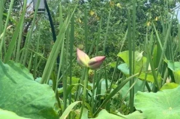 西溪湿地并蒂莲开花一天就被折,如何能证明是被人折的?