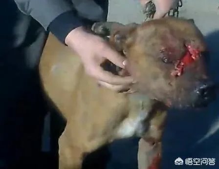 土狗能打的过比特犬吗?