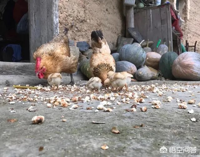 一个初入养殖行业新手,怎样更好的进行柴鸡养殖?需要注意什么?