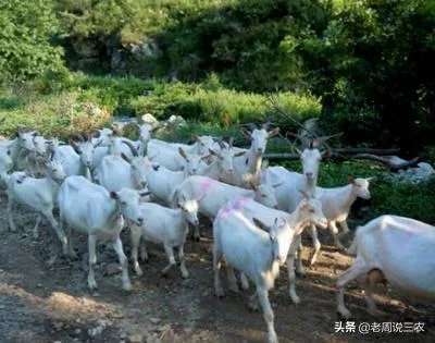 奶山羊都很瘦吗?养殖要注意什么?