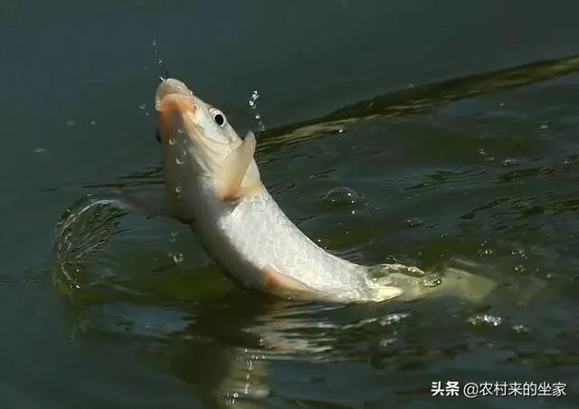 池塘里没有放鱼,但是过一段时间有小鱼了,是怎么产生的呢?