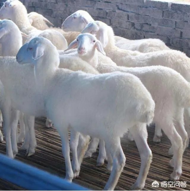 听说有些地方湖羊受欢迎是真的吗?为什么?