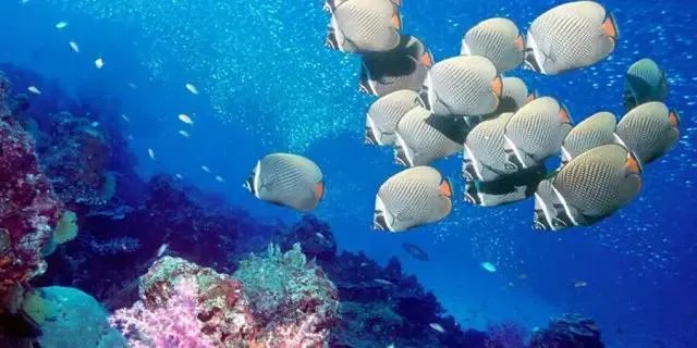 海口热带海洋世界怎么样?