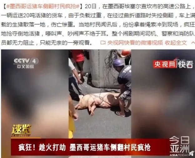 墨西哥运猪车侧翻20吨活猪遭村民疯抢，你身边发生过吗？
