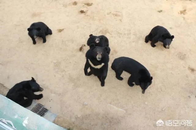一个初入养殖行业新手,怎样更好的进行柴鸡养殖?需要注意什么?