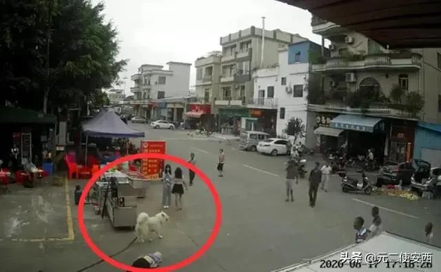 为什么佛山88岁老人被狗绊倒家属不追责?如何去理解这种做法?