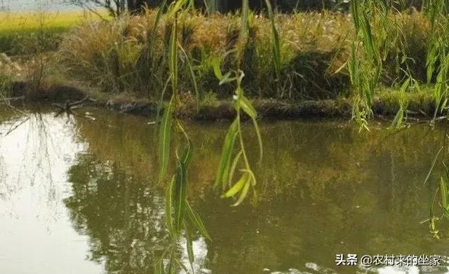 池塘里没有放鱼,但是过一段时间有小鱼了,是怎么产生的呢?