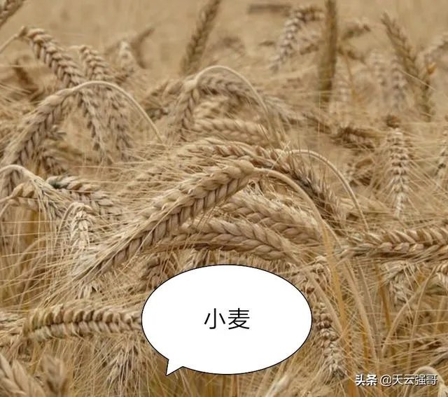 大麦和元麦有什么区别?