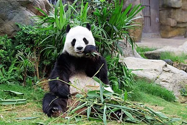 海归大熊猫“贝贝”入住新家,其他海外的大熊猫是否也有机会回家呢?