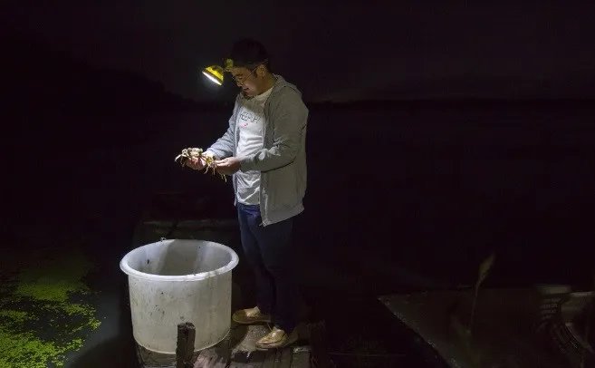 放弃工程师职务回家养螃蟹朱吉坤过的如何？