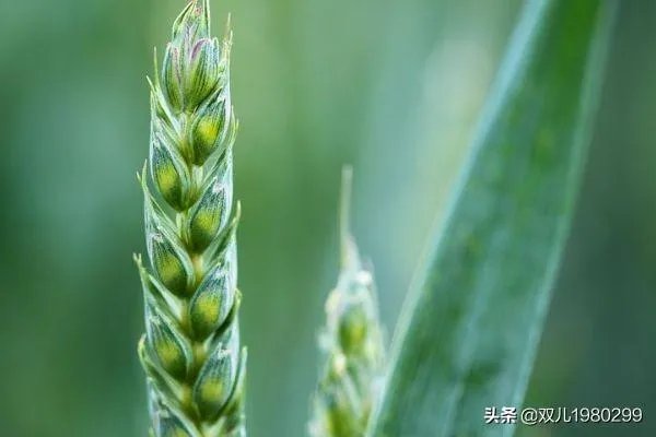 大麦和元麦有什么区别?