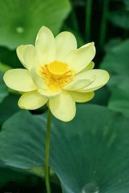 手机看新闻你使用什么软件?为什么?