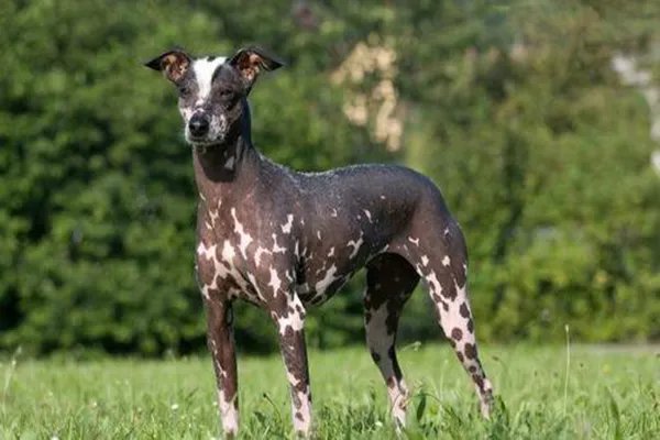 世界上十大最丑的狗 墨西哥无毛犬腿细短皮肤皱巴