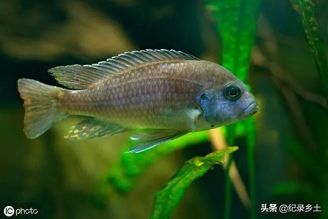 池塘里没有放鱼,但是过一段时间有小鱼了,是怎么产生的呢?