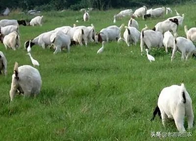 奶山羊都很瘦吗?养殖要注意什么?