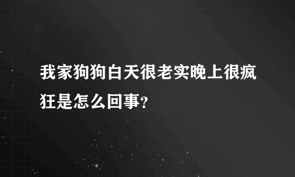 我家狗狗白天很老实晚上很疯狂是怎么回事？