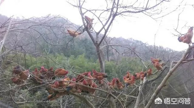 养鸡500只需要多少成本?