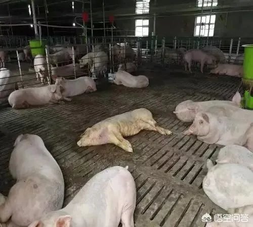 你对非洲猪瘟有哪些了解？人吃了病猪会有什么后果？
