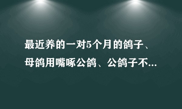 最近养的一对5个月的鸽子、母鸽用嘴啄公鸽、公鸽子不理会它、母鸽还有时候咕咕叫是为什么啊?