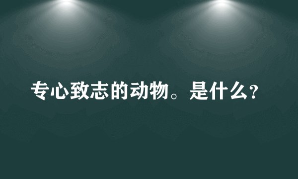 专心致志的动物。是什么？
