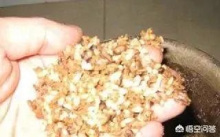 用剩下的大米饭如何能做出来鱼诱饵?