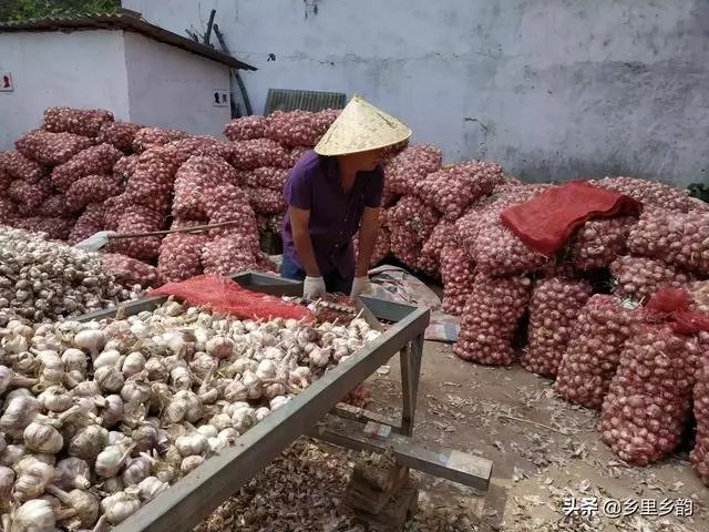 大蒜降价了