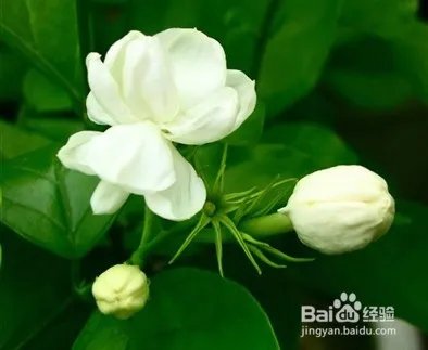 小腿被蚊子叮溃烂怎么办?蚊子咬了很痒怎么办?