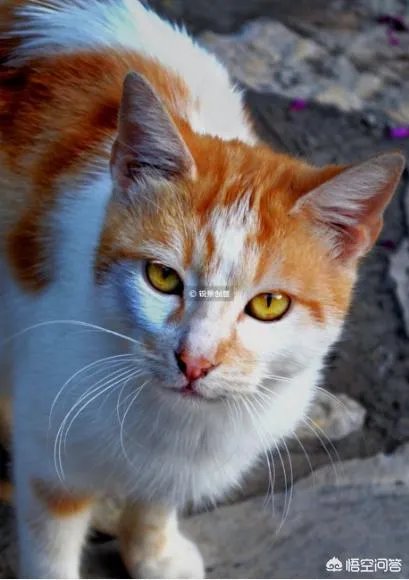 母猫把刚生的两只小猫吃了，是怎么回事？