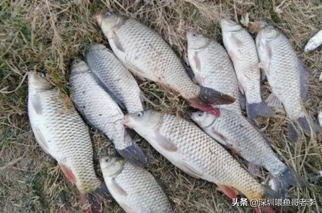 用剩下的大米饭如何能做出来鱼诱饵?