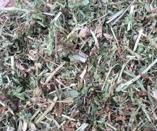 花生秧粉怎么喂鸭好?