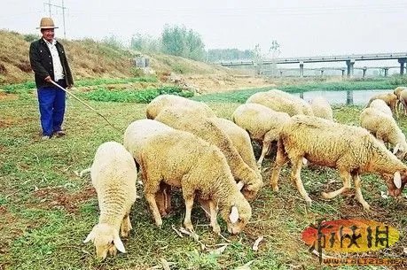 白领弃高薪去放羊 称不愿当城市的“吸尘器”