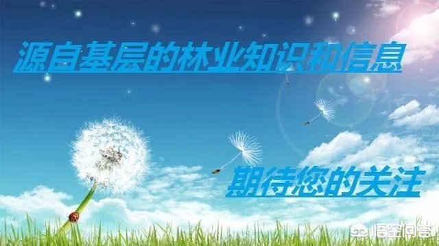 是自己养蚕好,还是成立合作社养蚕好?