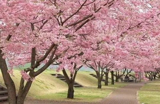 松江樱花林的介绍
