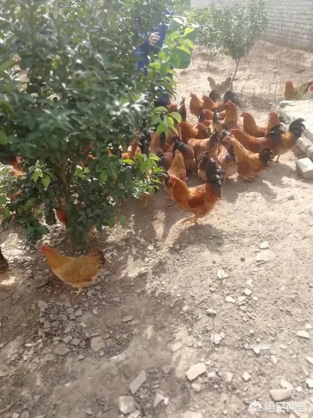 一个初入养殖行业新手,怎样更好的进行柴鸡养殖?需要注意什么?