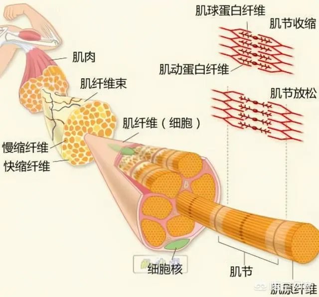为什么有些溺水死亡的人被人拉上来胳膊和腿都是卷曲着的?