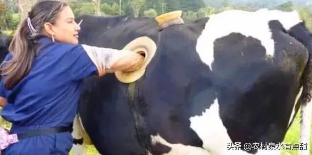 为什么要在奶牛身上挖个洞，还常常伸手去掏？难道它们不会痛吗？