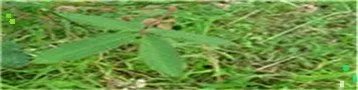 2018世界杯意大利出局了？被谁淘汰的？
