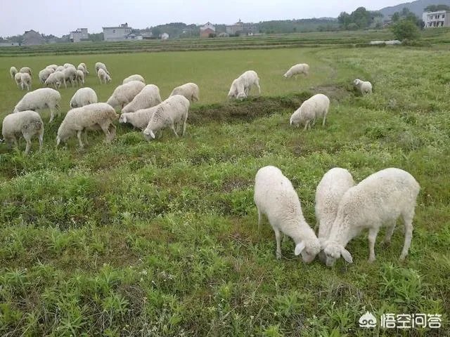 听说有些地方湖羊受欢迎是真的吗？为什么？