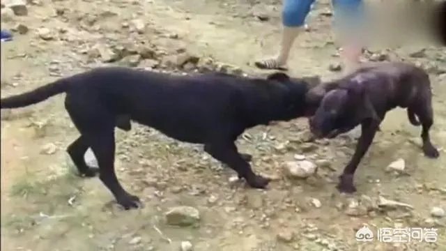 土狗能打的过比特犬吗?