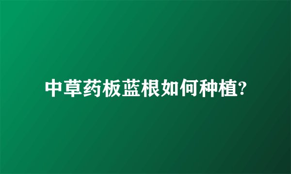 中草药板蓝根如何种植?
