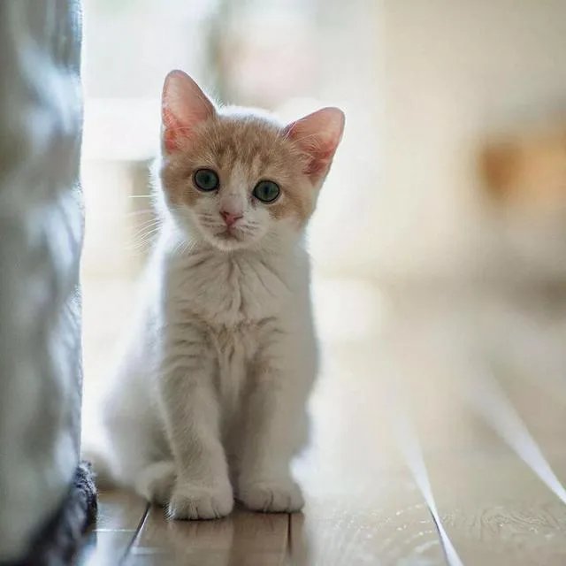 猫咪固然可爱,但是有了宝宝后怎么教育宝宝才能与猫咪相处很好?