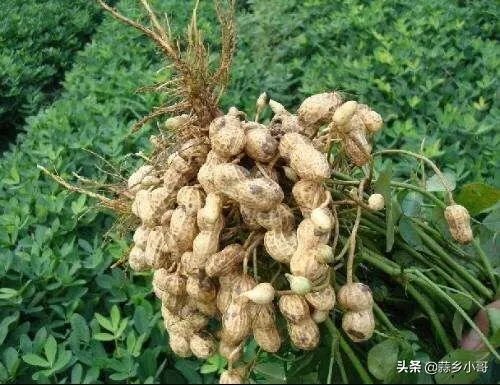 最大的花生品种