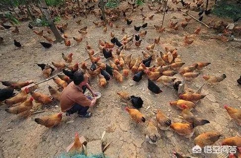 养鸡500只需要多少成本?