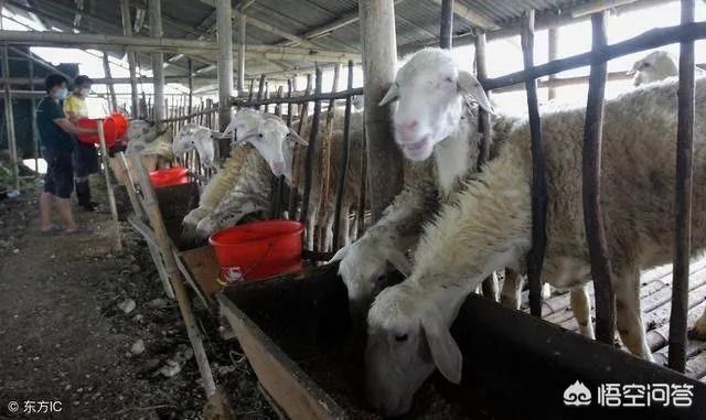 听说有些地方湖羊受欢迎是真的吗?为什么?