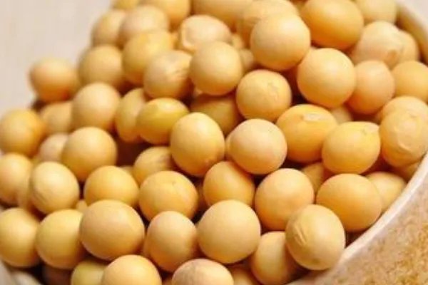 为什么要用360吨黄豆抗洪,真的有用吗?