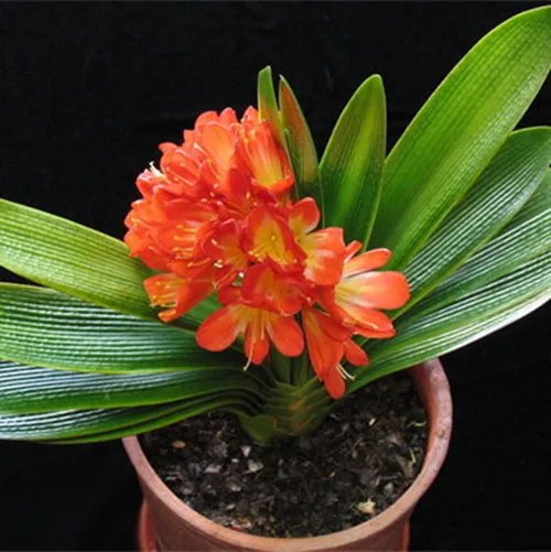 室内好养的植物有哪些 好养活的大型室内植物推荐