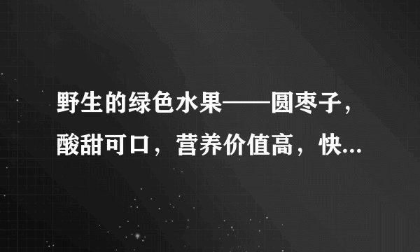 野生的绿色水果——圆枣子,酸甜可口,营养价值高,快快来尝鲜