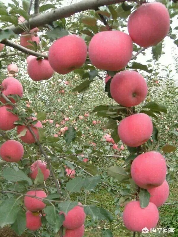 苹果树管理技术?
